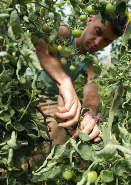 man_cutting_tomatoes_non_organic