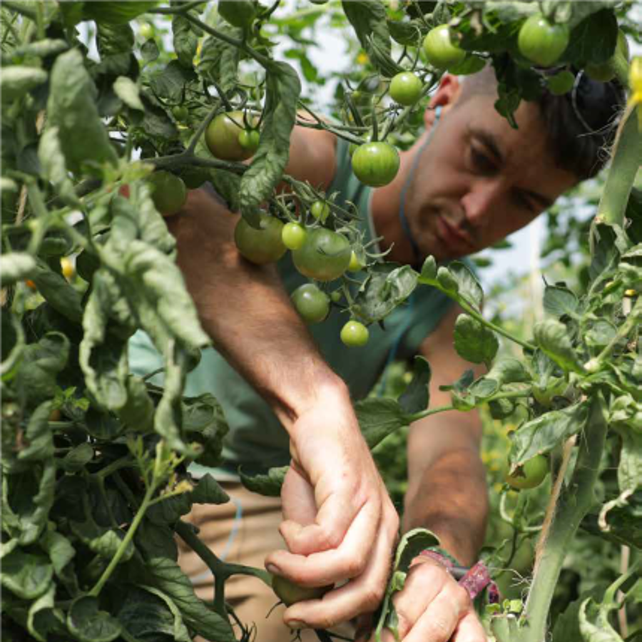 Man leaning through to cut green tomato plants. 
