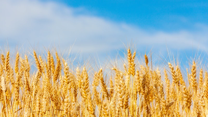 A field of barley beneath a blue sky.